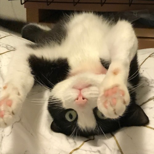 Binx - Located in Kew