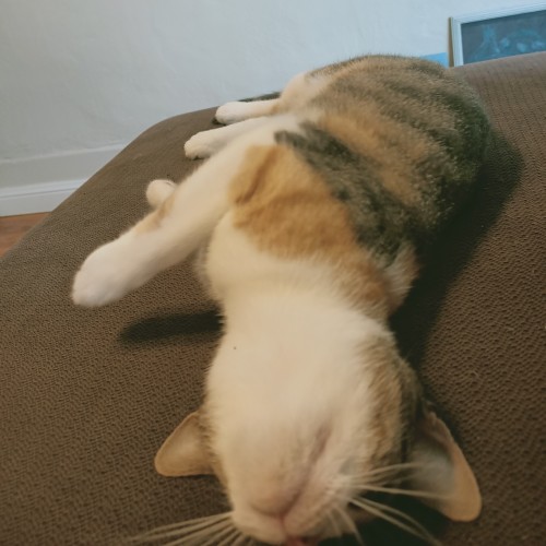 Coco