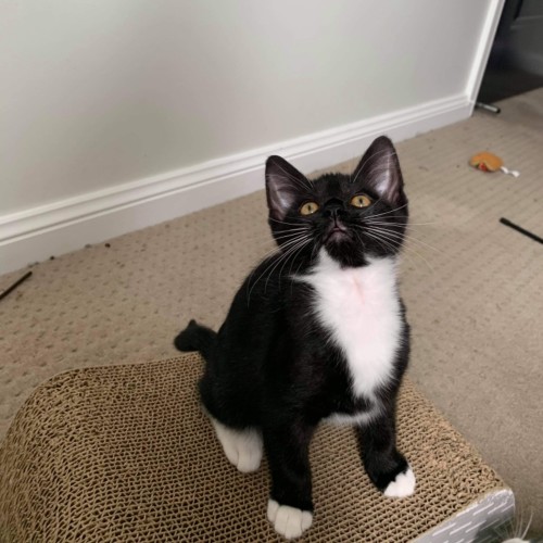 Senna