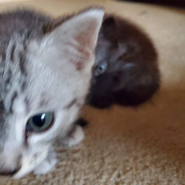 Photo of Ori 