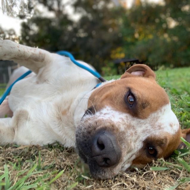 Photo of Benny (On Adoption Trial)