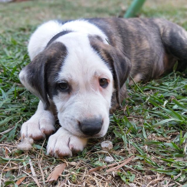 Photo of Dixie