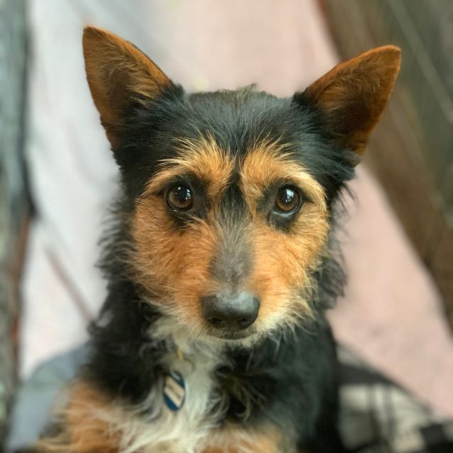 Archie Small Male Australian terrier Mix Dog in NSW PetRescue