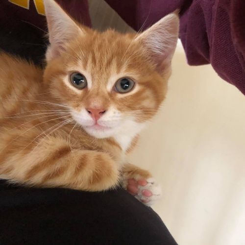 Ninja **2nd Chance Cat Rescue**