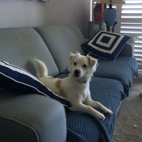 Pippa