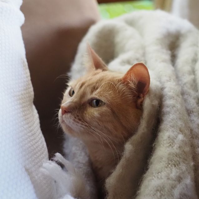 Photo of Finn