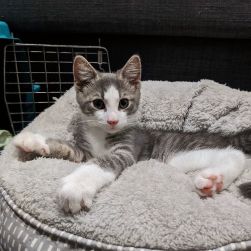 Joey ^Dandy Cat Rescue^