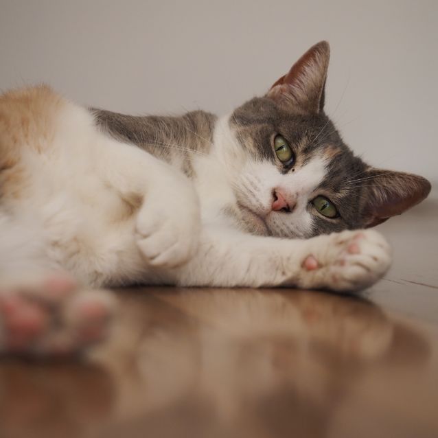 Photo of Milo
