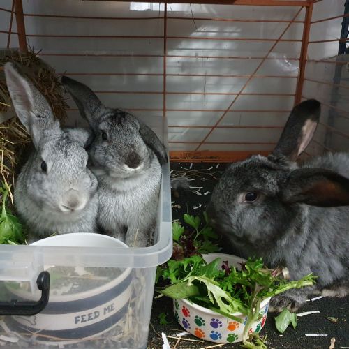 Sophie, Sasha & Stasia