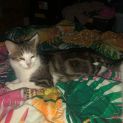 Photo of Penelope