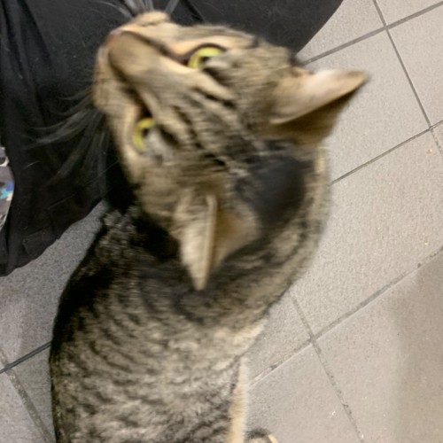 Milo