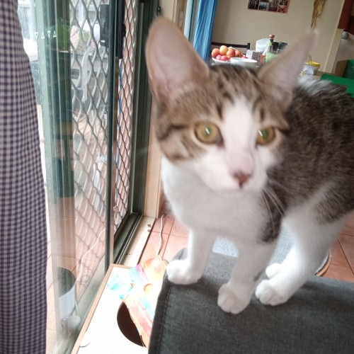 Beedle - Meet me at Pet Stock in Mitcham