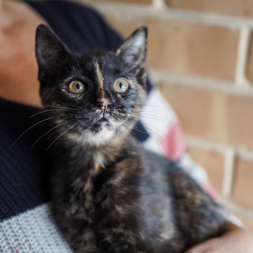 Ziggy ~ 14 week old female (on trial 25/07/2021)