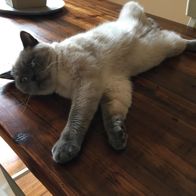 Photo of Flossie   Located In Watsonia