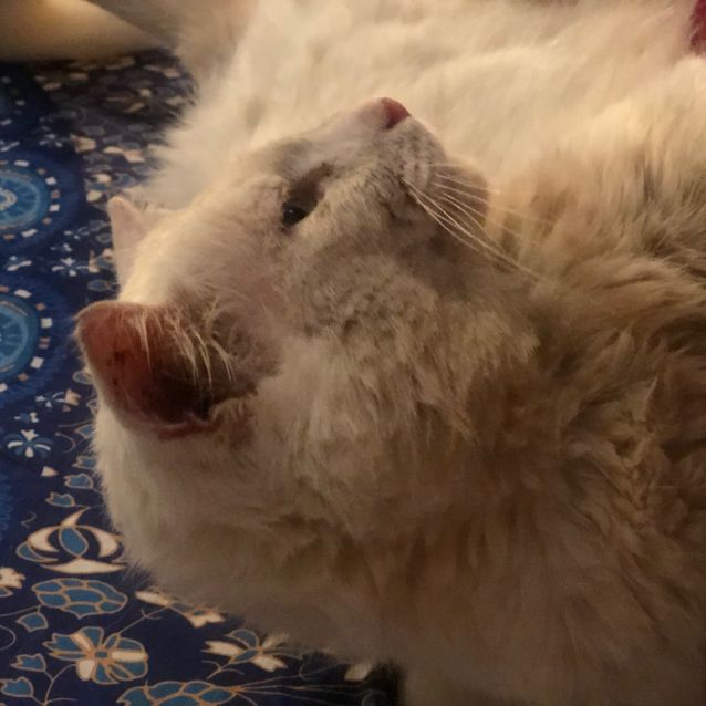 Photo of Maximus Marshmellow   Located In Brunswick West