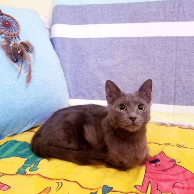 Photo of Snowball & Topaz