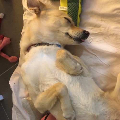 Holmi** was Chinese street dog