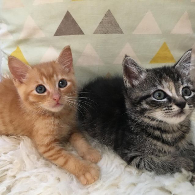 Photo of Rescue Kitten Showroom