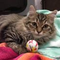 Photo of Atticus