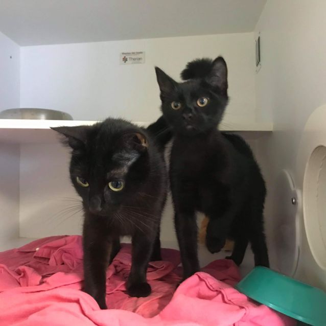 Photo of Mum **2nd Chance Cat Rescue**