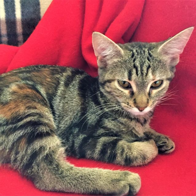 Photo of Willow ^^Dandy Cat Rescue^^