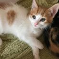 Photo of Cartman ^^Dandy Cat Rescue^^