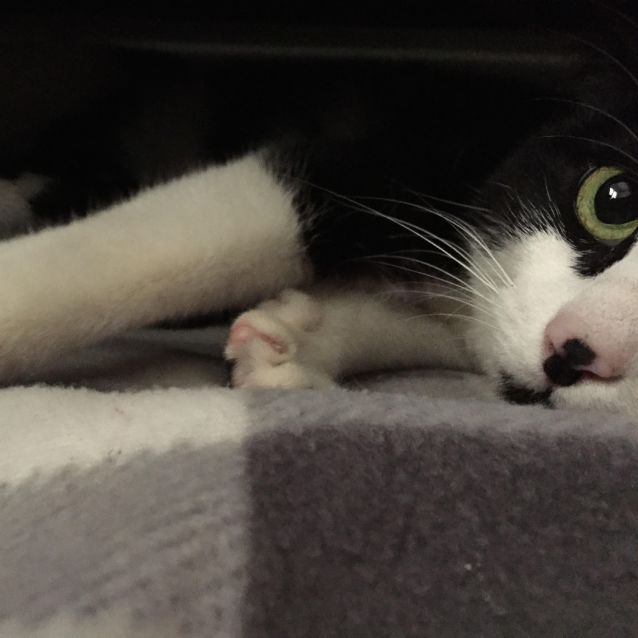 Photo of Princess   Located In Elwood  