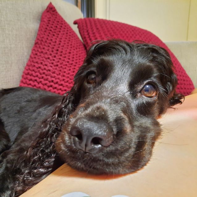 Photo of Billy ~ 1yr Old Cocker Spaniel (On Trial 10/1/21)