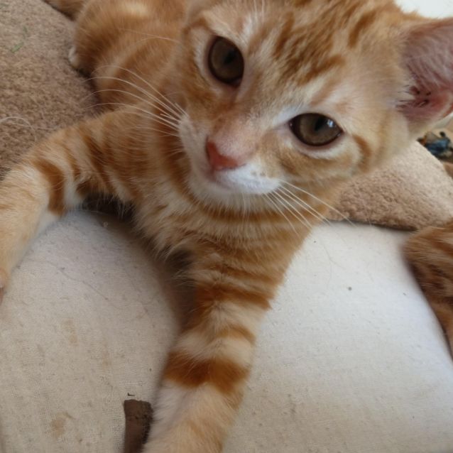 Photo of Clementine   Located In Preston