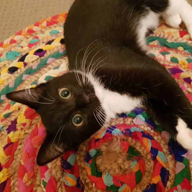 Photo of Hula Hoop