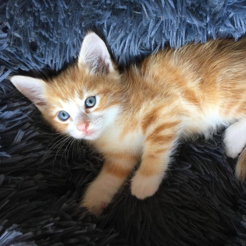 Simba