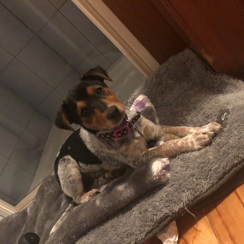 Yvie 