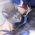 Photo of Nimbus