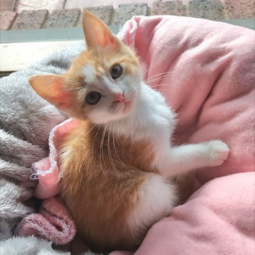 Maximus ^^Dandy Cat Rescue^^