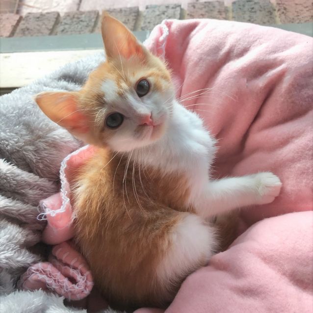 Photo of Maximus ^^Dandy Cat Rescue^^