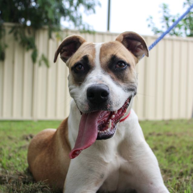 Photo of Lulu ~ 8mo Staffy X Mastiff(on Trial 18/06/21)