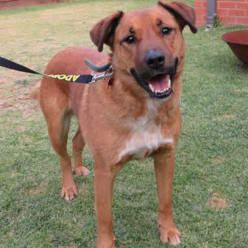 Rocky *On Trial in His New Home*