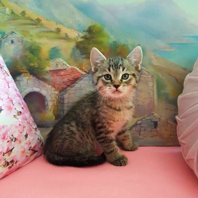 Photo of Baxter