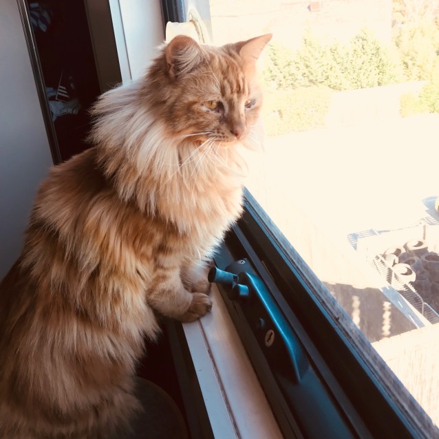 Photo of Lily The Gorgeous Ginger Fluffball!