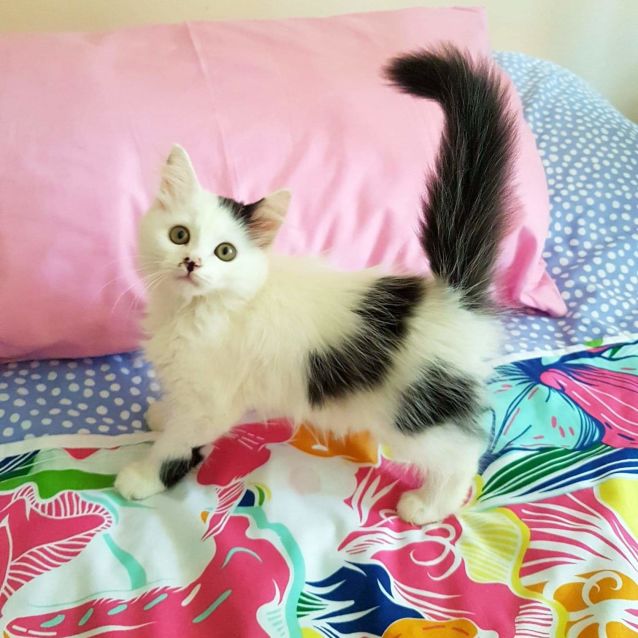 Photo of Sugarfluff