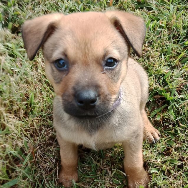 Staffy cross chiwawa 2025