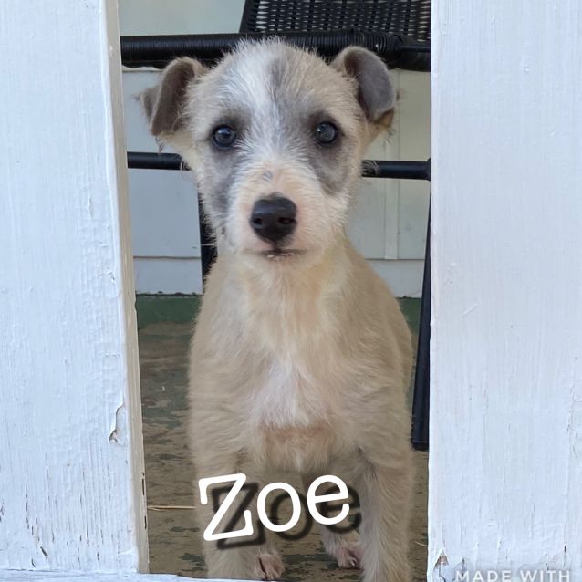 Photo of Zoe