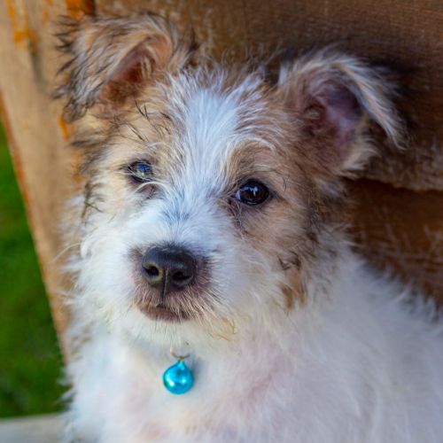 Pablo ~ 3mo Maltese X Silkie(On Trial 28/2/21)