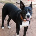 Photo of Ruby