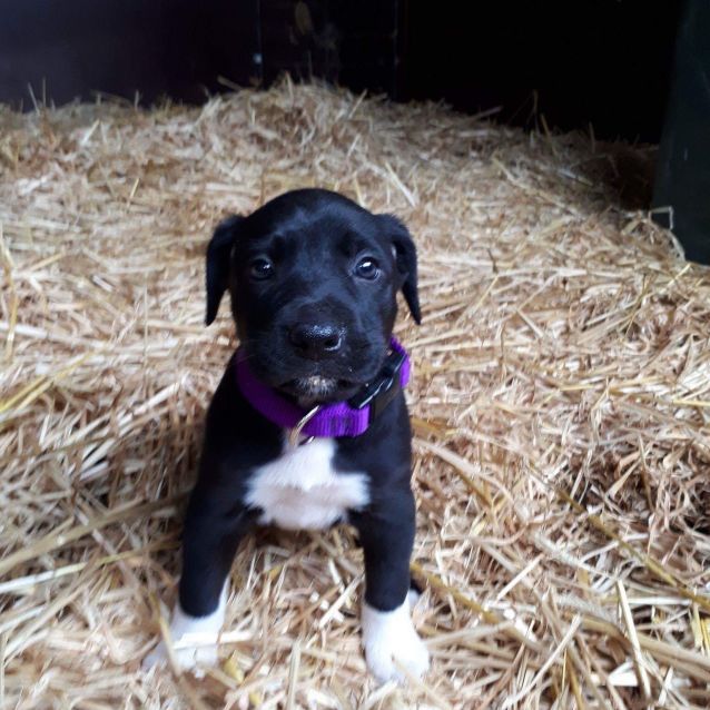 Photo of Penny