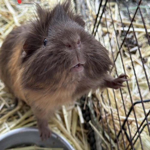 No photo for Casper, Paxton & Rion