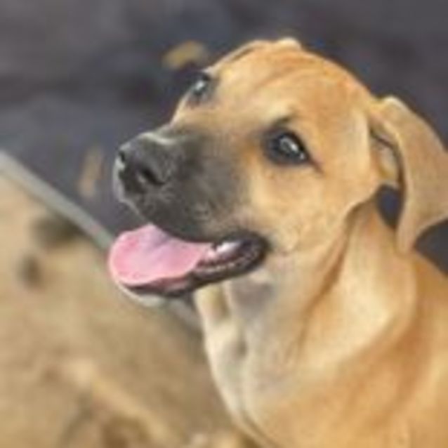 American bulldog x kelpie outlet