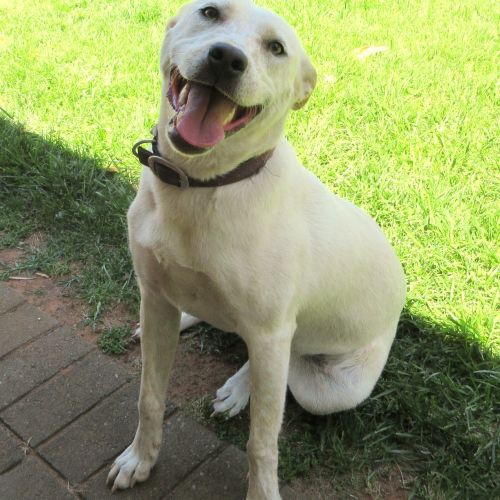 Belle *On Trial in Her New Home*