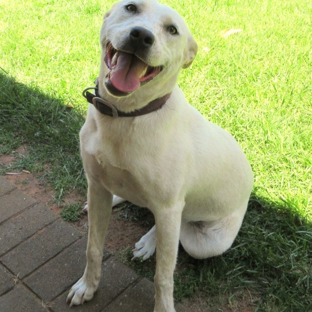 Photo of Belle *On Trial In Her New Home*