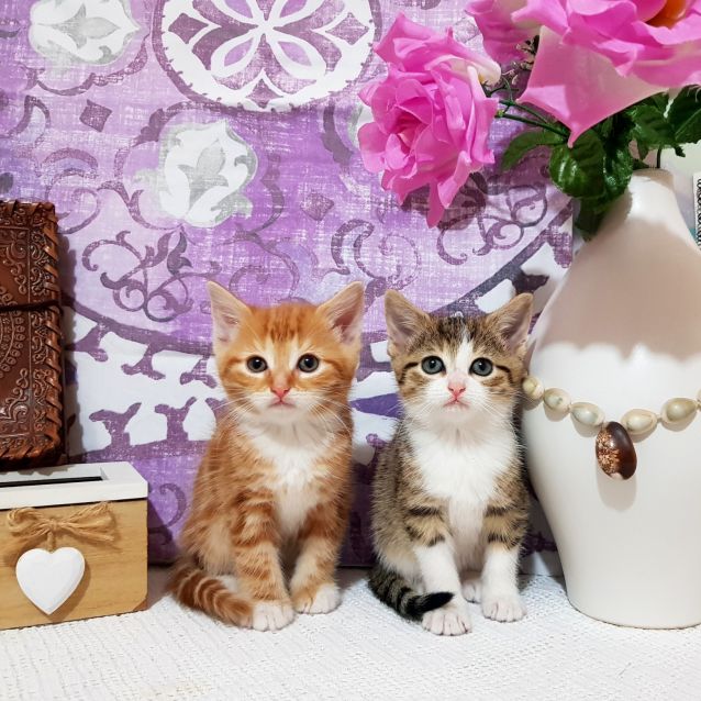 Photo of Kitten Showroom